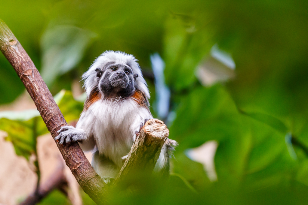Lisztaffe im Bergzoo Halle