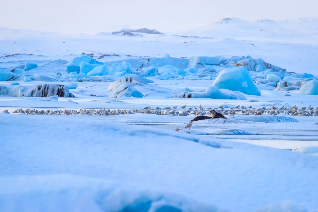 Jökulsárlón