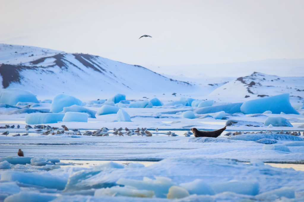 Jökulsárlón