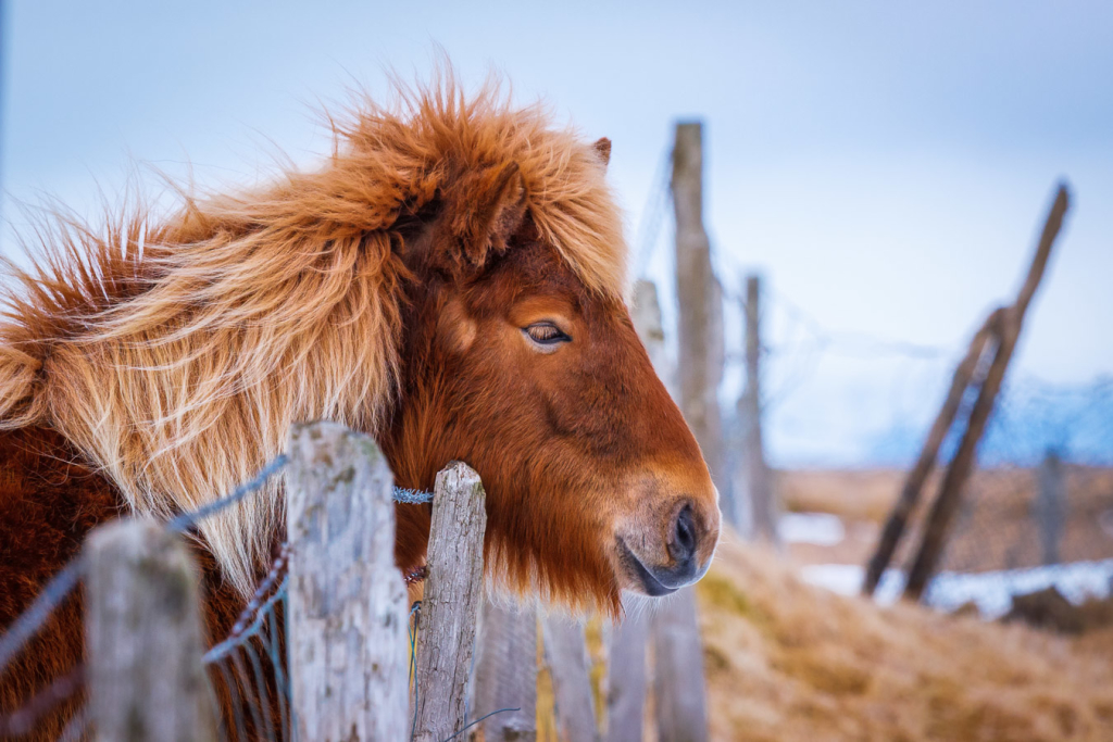 Islandpferd